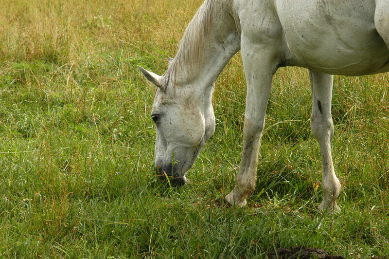 White Horse Grazing — Green