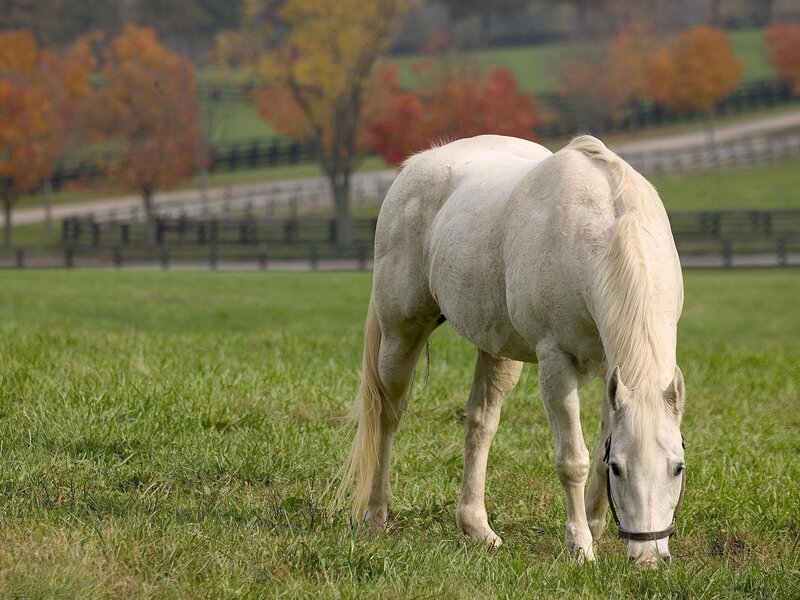 White horse grazing in a field