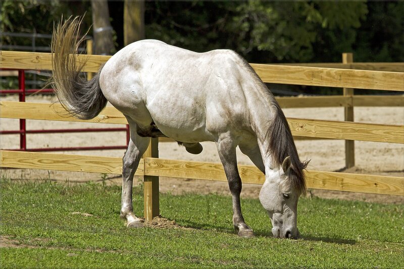 White horse grazing in a paddock