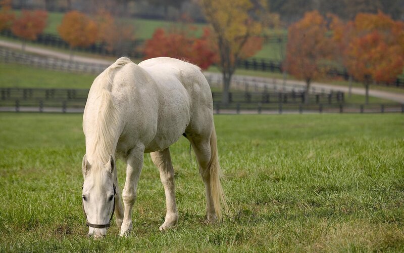White horse grazing in autumn field