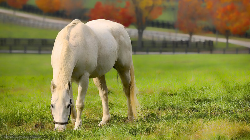 white horse grazing in autumn field