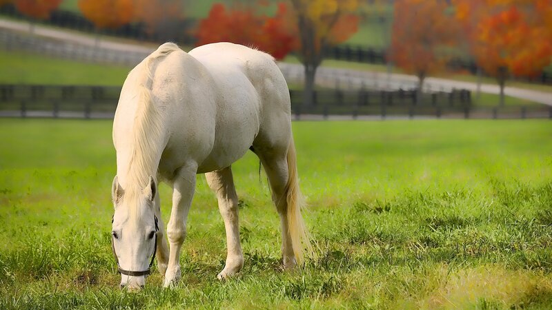 White horse grazing in autumn