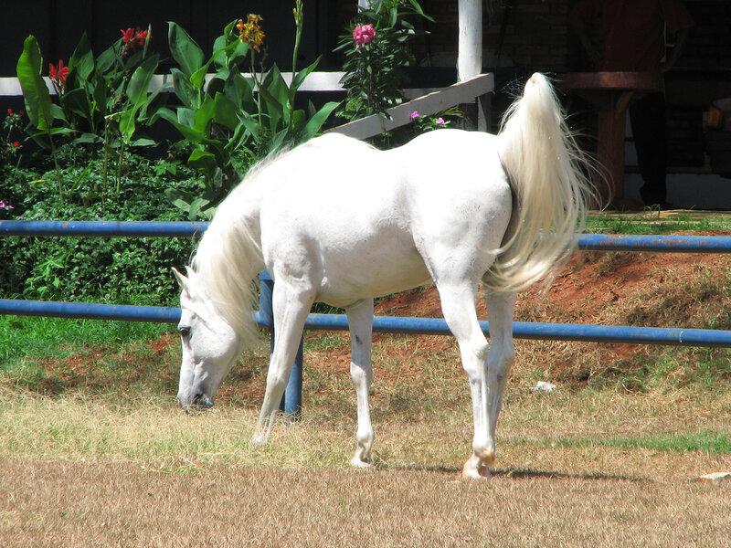 White horse grazing in enclosure