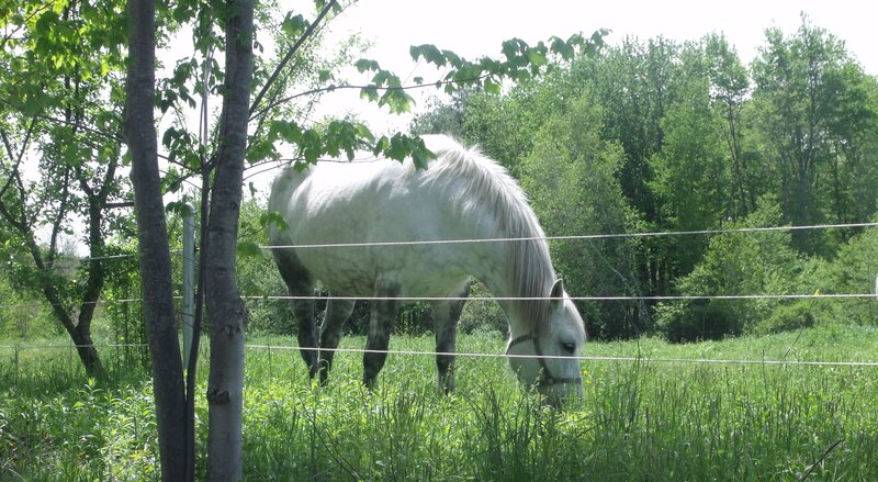 White horse grazing in field