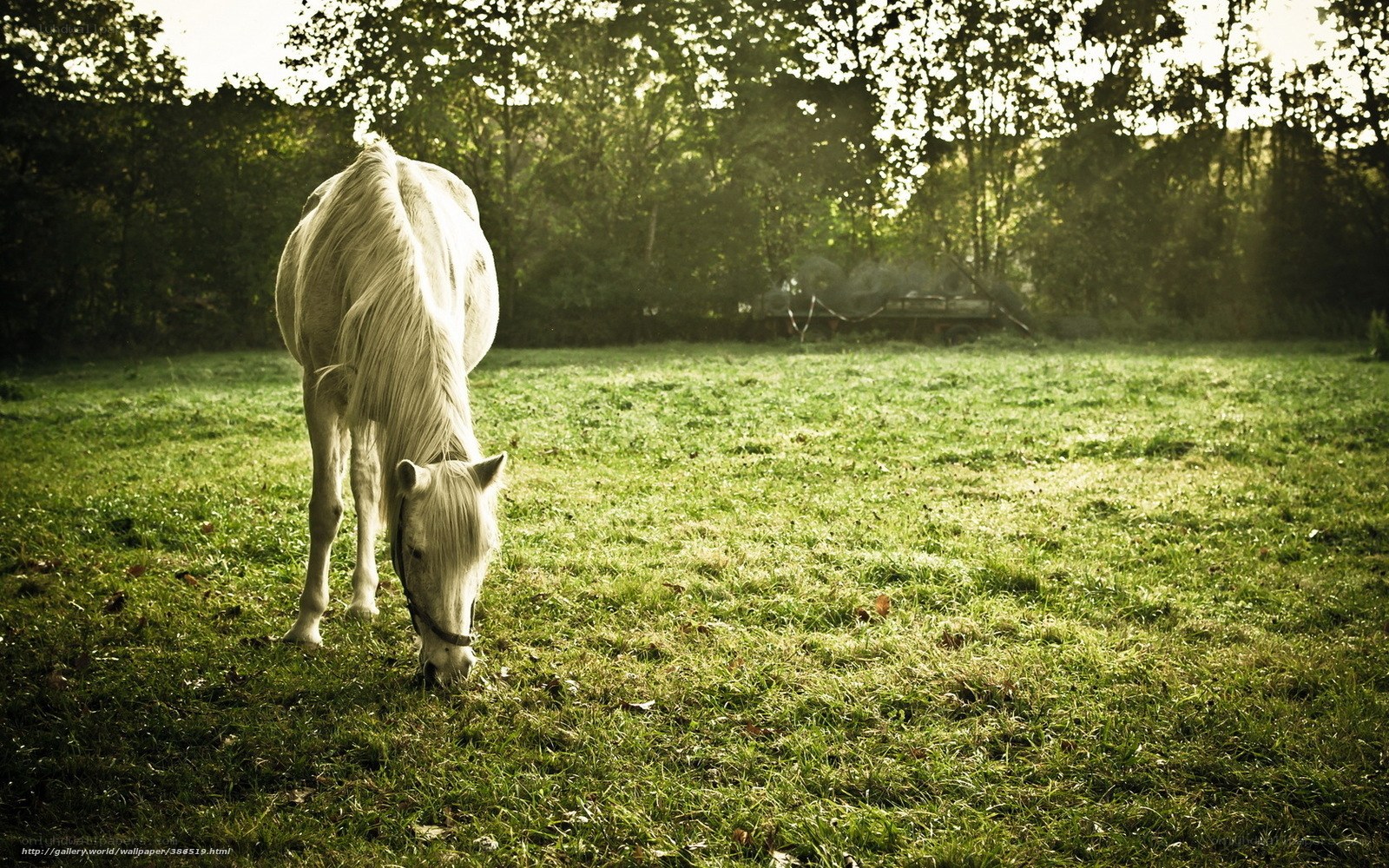 White horse grazing in field