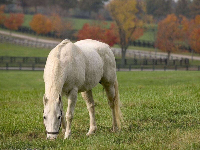 white horse grazing in field