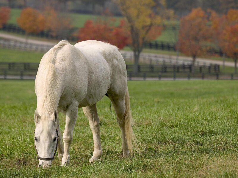white horse grazing in field
