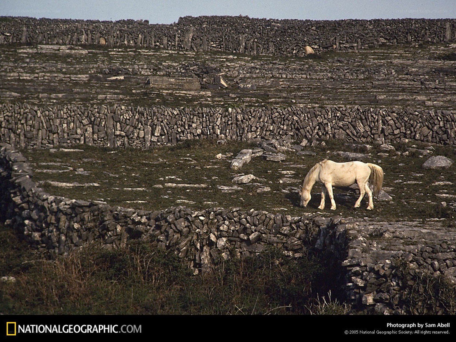 White horse grazing in stone fields
