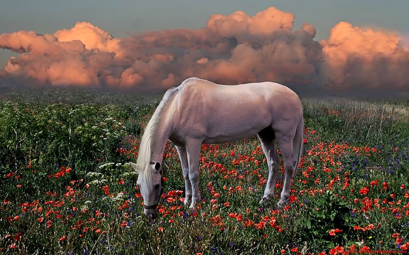 White Horse Grazing — Red, Serene