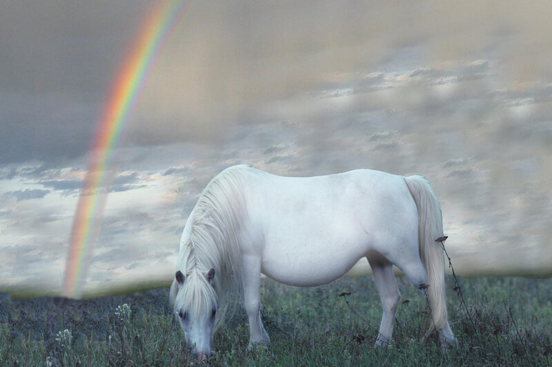 White Horse Grazing — Serene
