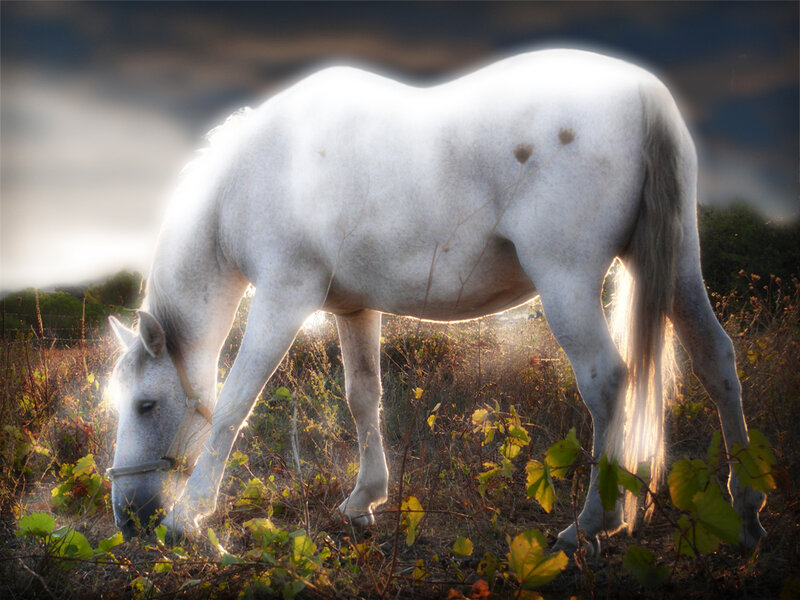 White Horse Grazing