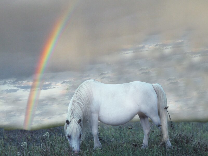White horse grazing under rainbow