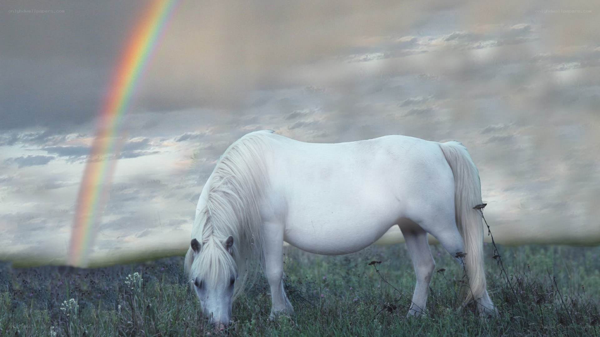 White horse grazing under rainbow