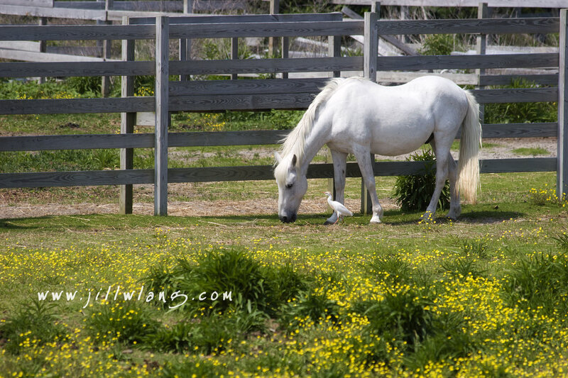 White horse grazing with bird