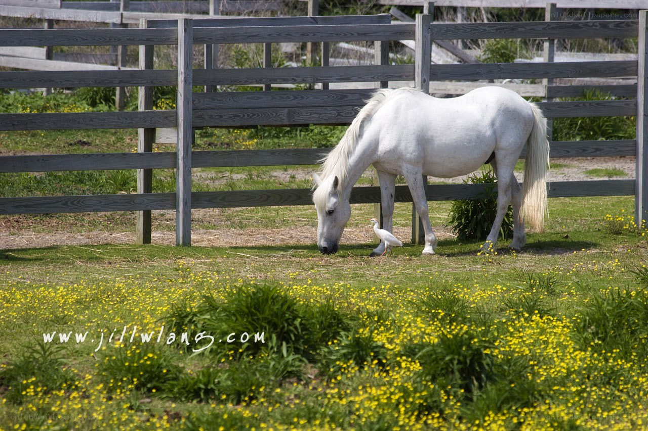 White horse grazing with bird
