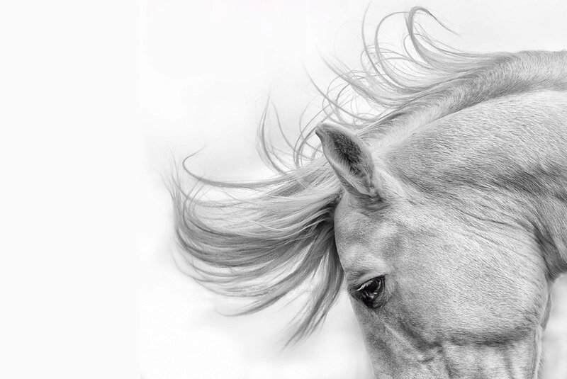 White Horse Head — Black, Calm, Photograph