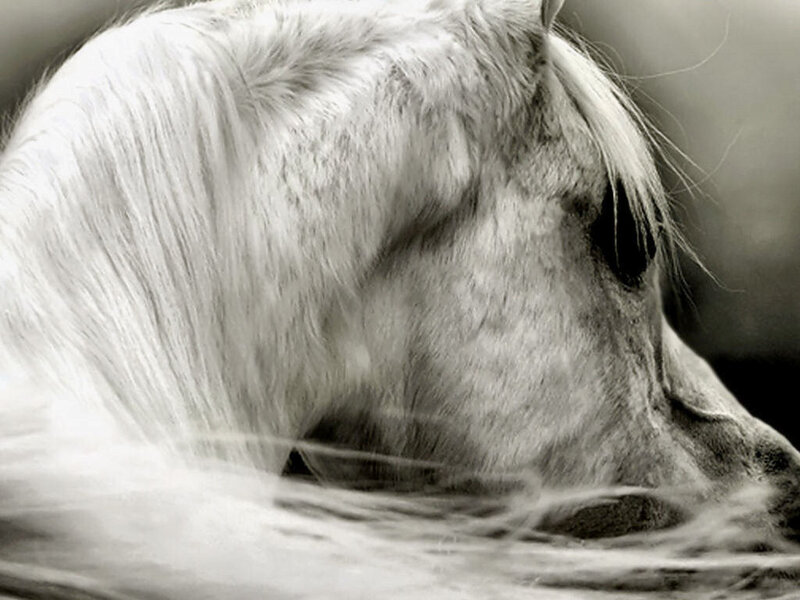 White Horse Head — Black, Calm