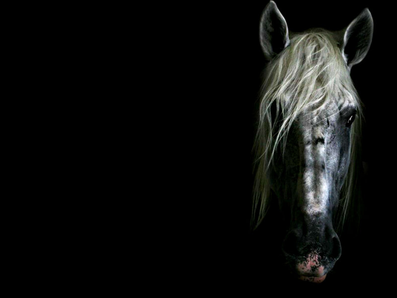 White Horse Head — Black, Dramatic, Photograph
