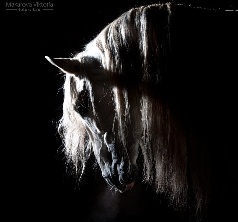 White Horse Head — Black, Dramatic