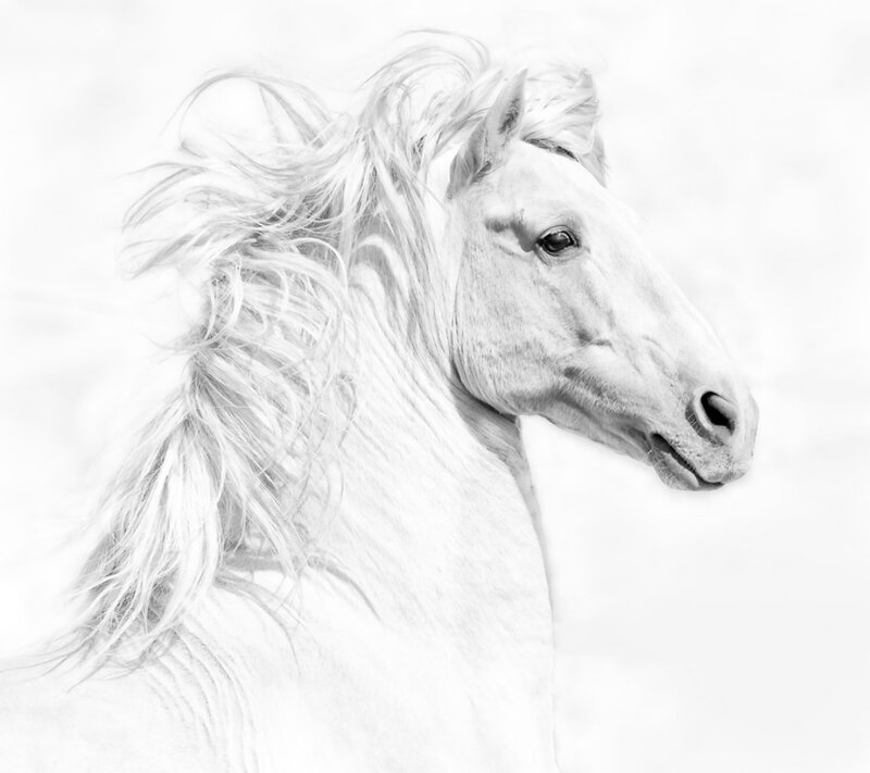 White Horse Head — Black, Serene, Photograph