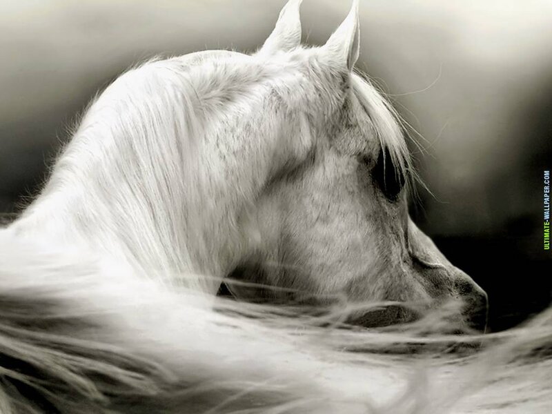 White Horse Head — Black, Serene