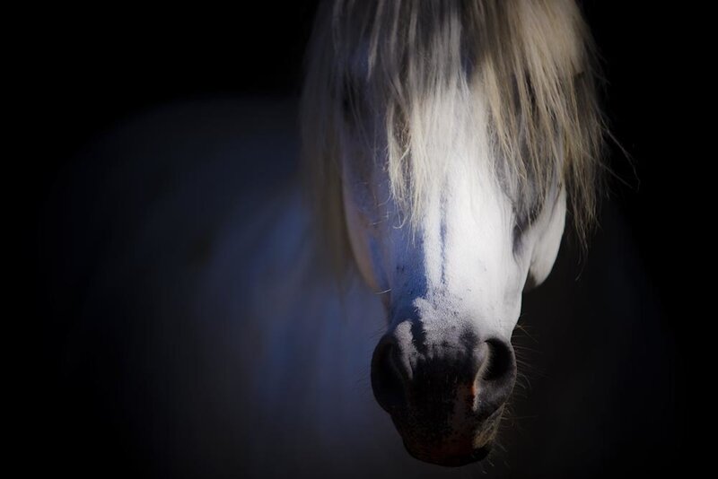 White Horse Head — Black
