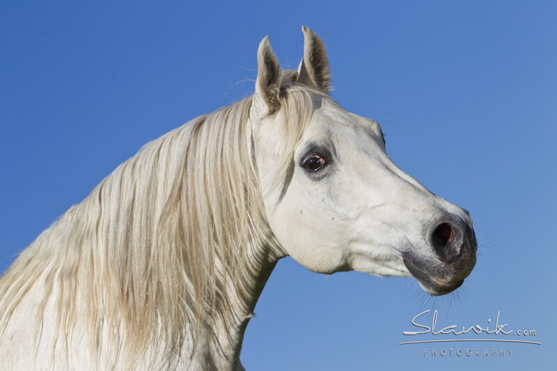 White Horse Head — Blue, Serene