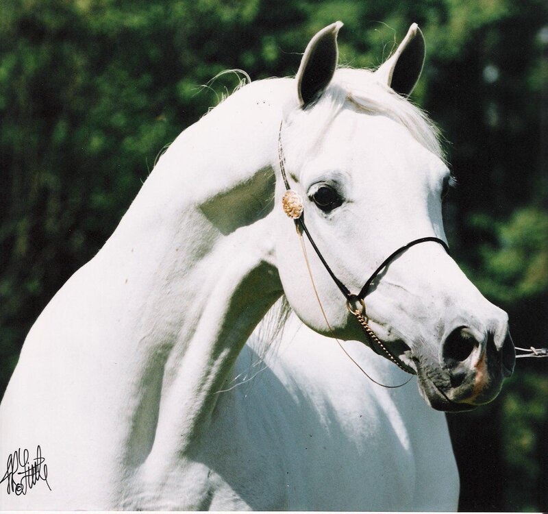 White Horse Head — Calm, Afternoon, Photograph, Bridle