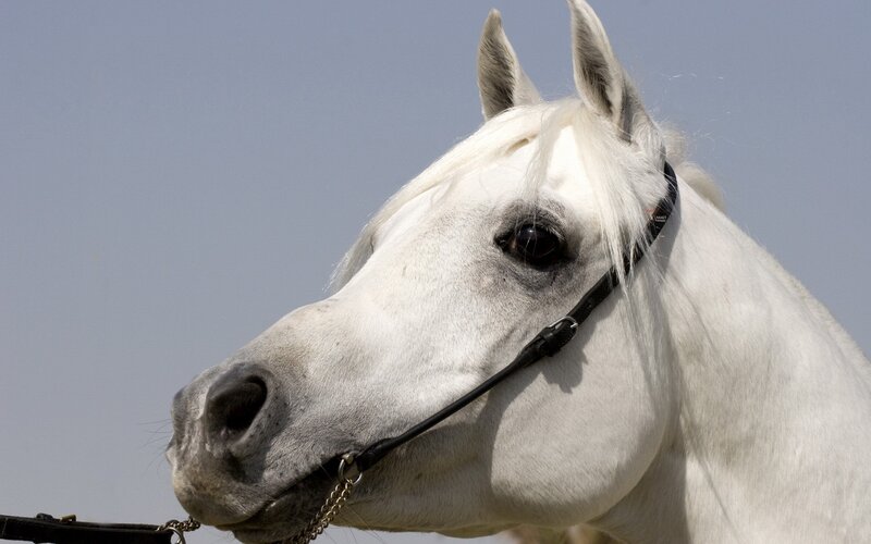 White Horse Head — Calm, Afternoon, Photograph, Sky, Bridle