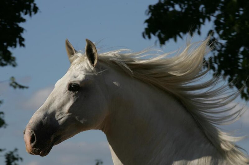 White Horse Head — Calm, Afternoon, Photograph