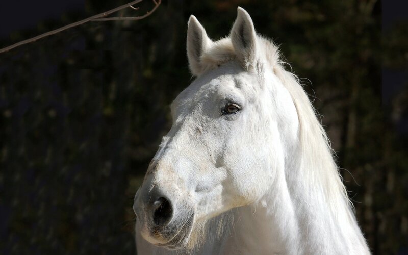 White Horse Head — Calm, Afternoon, Photograph, Tree