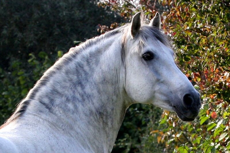 White Horse Head — Calm, Autumn