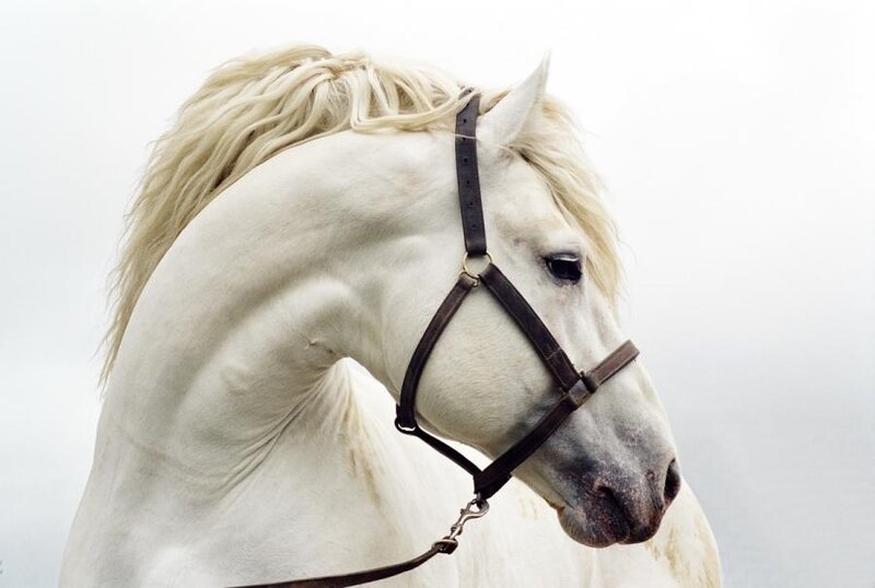 White Horse Head — Calm, Photograph, Blonde Mane