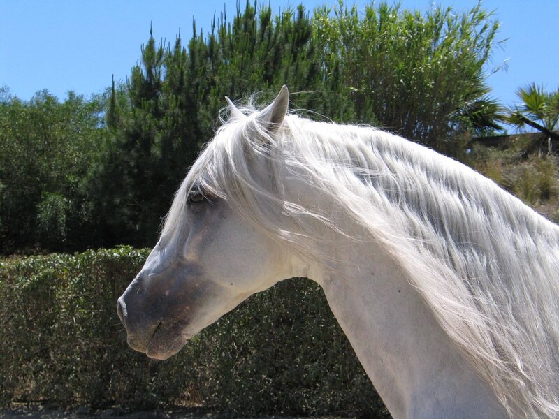 White Horse Head — Calm