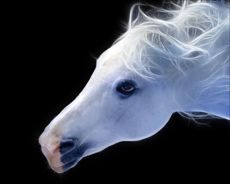 White Horse Head — Dramatic, Digital Art