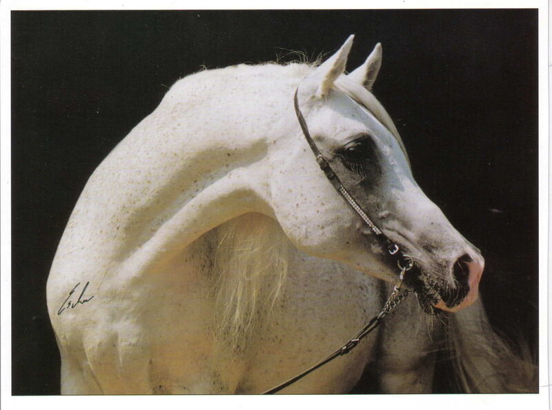 White Horse Head — Dramatic, Photograph, Black Background