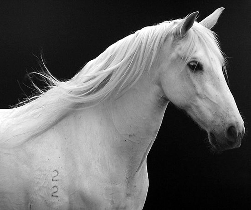 White Horse Head — Dramatic, Photograph