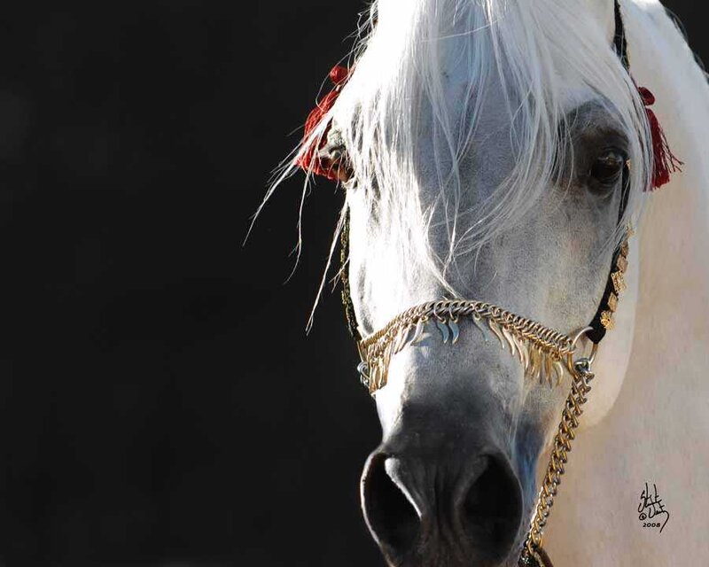 White Horse Head — Dramatic