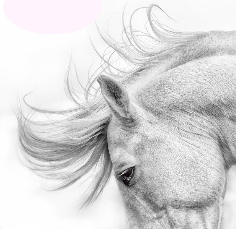 White Horse Head — Gray, Calm, Photograph