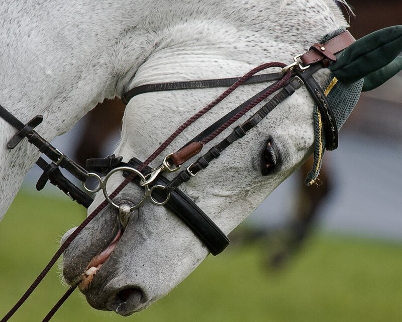 White Horse Head — Gray, Calm