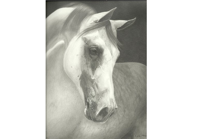 White Horse Head — Gray, Dramatic, Illustration