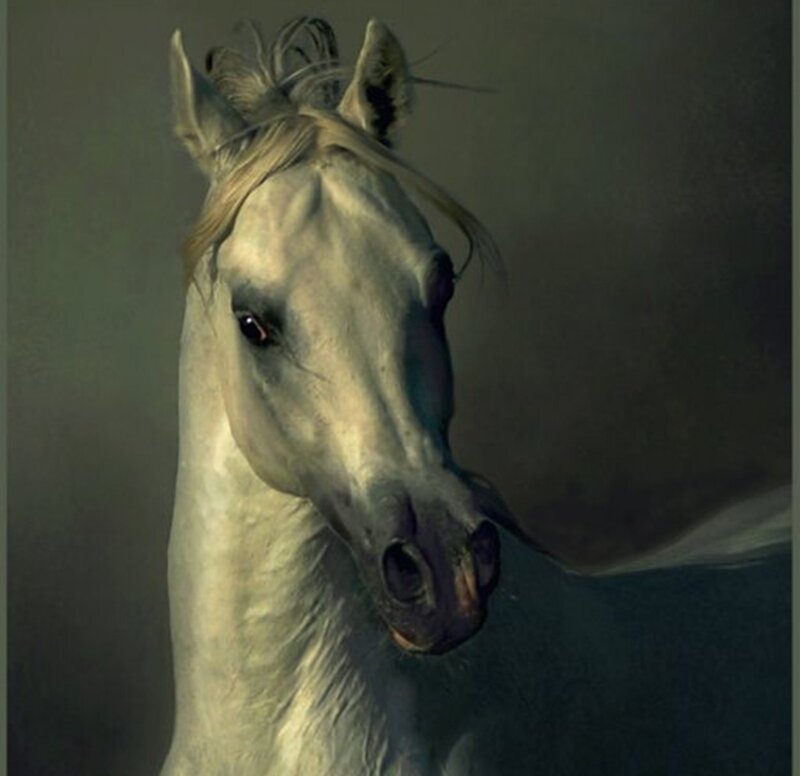 White Horse Head — Gray, Dramatic, Painting