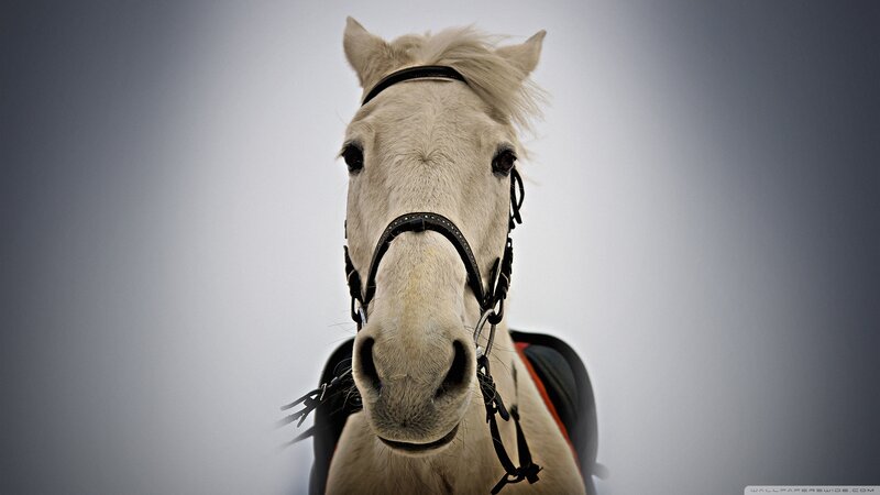 White Horse Head — Gray, Dramatic, Photograph, Bridle