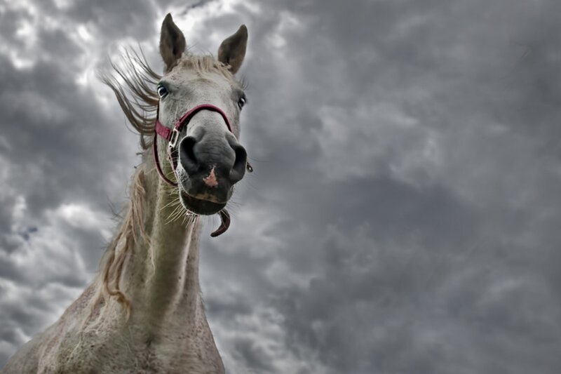 White Horse Head — Gray, Dramatic, Photograph, Sky, Clouds