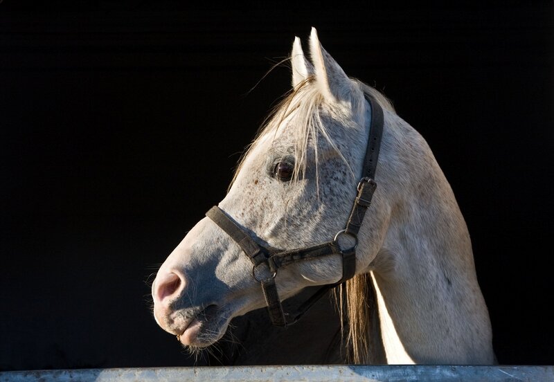 White Horse Head — Gray, Dramatic, Photograph