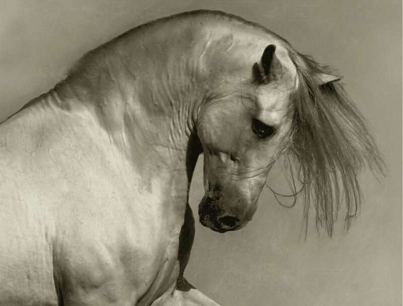 White Horse Head — Gray, Dramatic