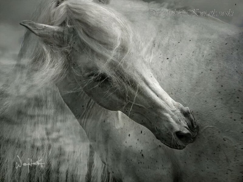 White Horse Head — Gray, Serene, Photograph