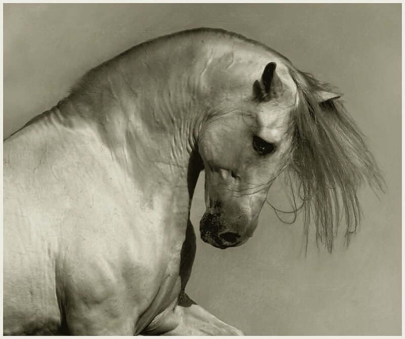 White Horse Head — Gray