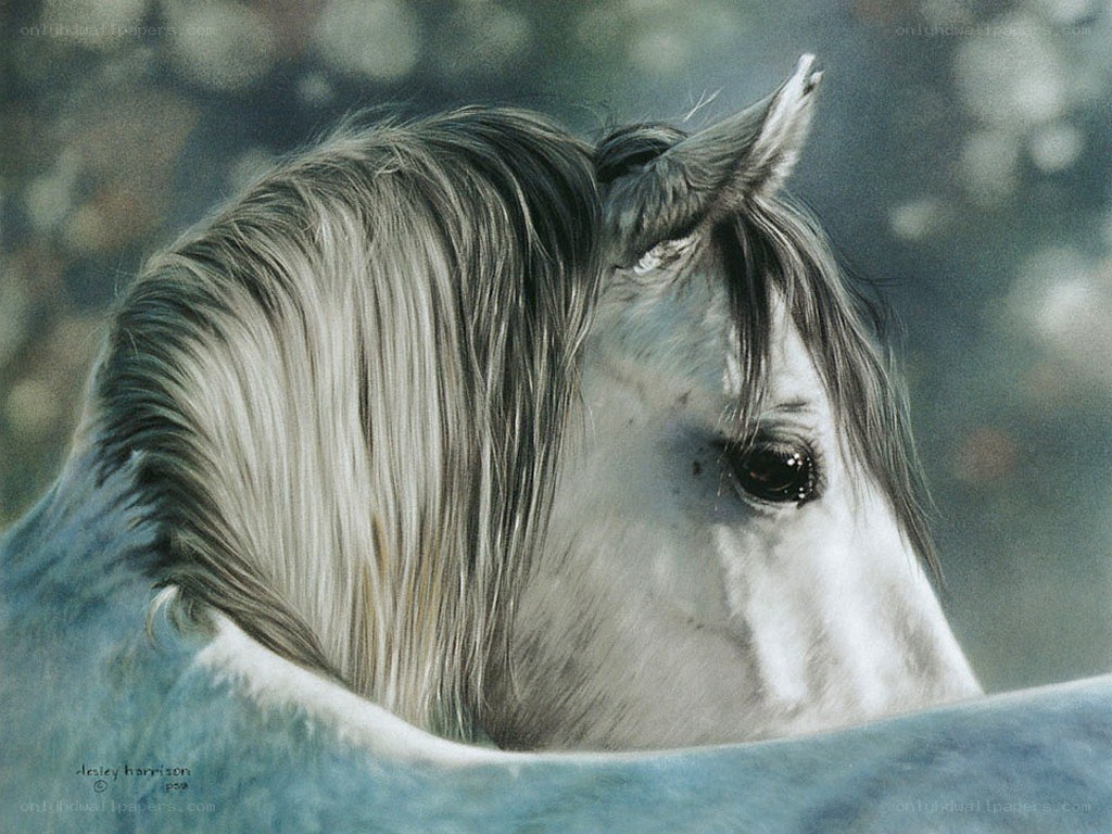 white horse head portrait
