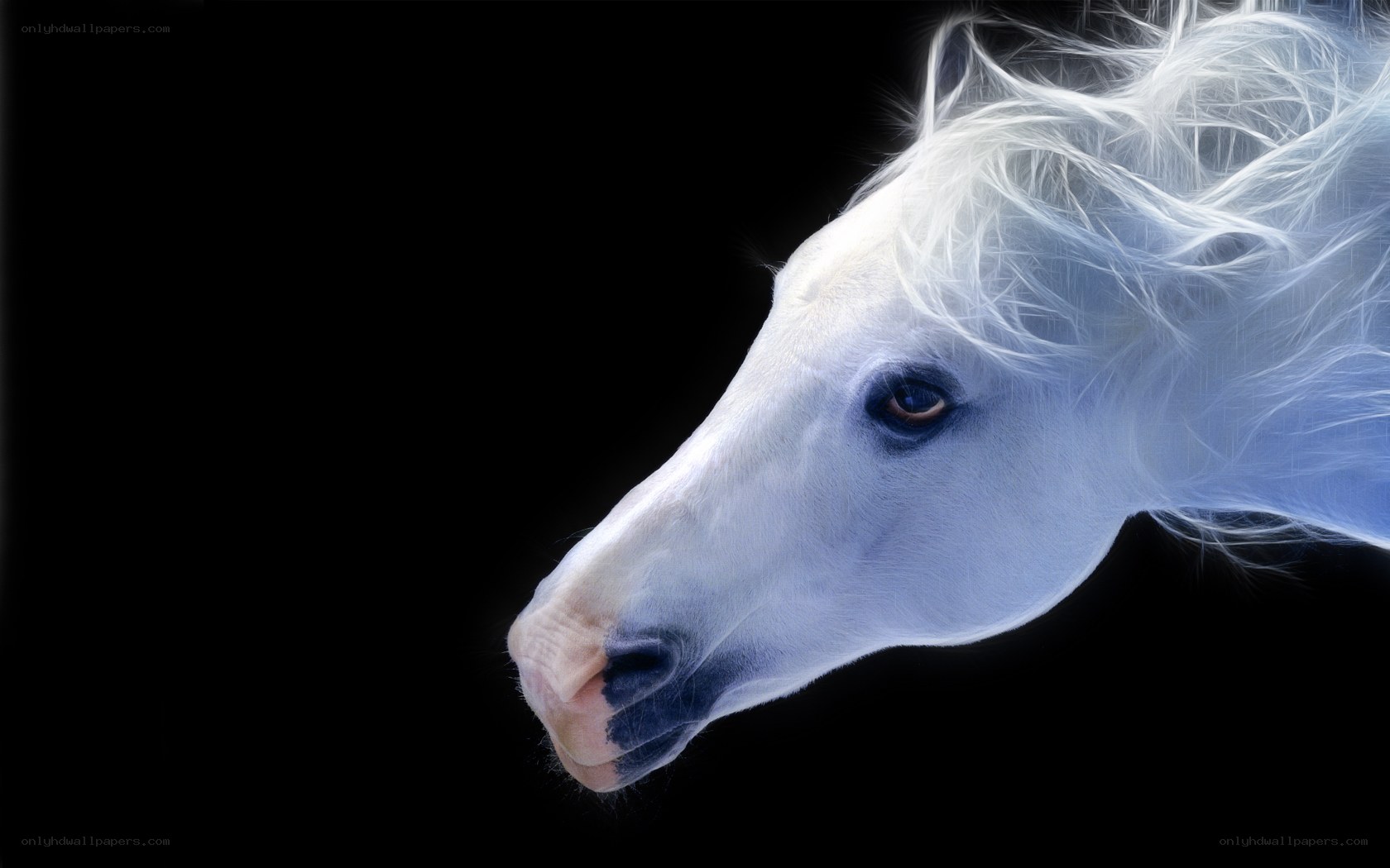 white horse head profile
